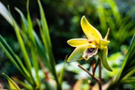 Orchid in Machu Picchu Historical Sanctuary, Peru