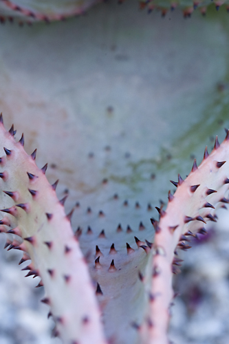 Agave ?