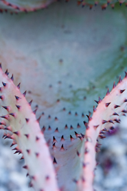 Agave ?