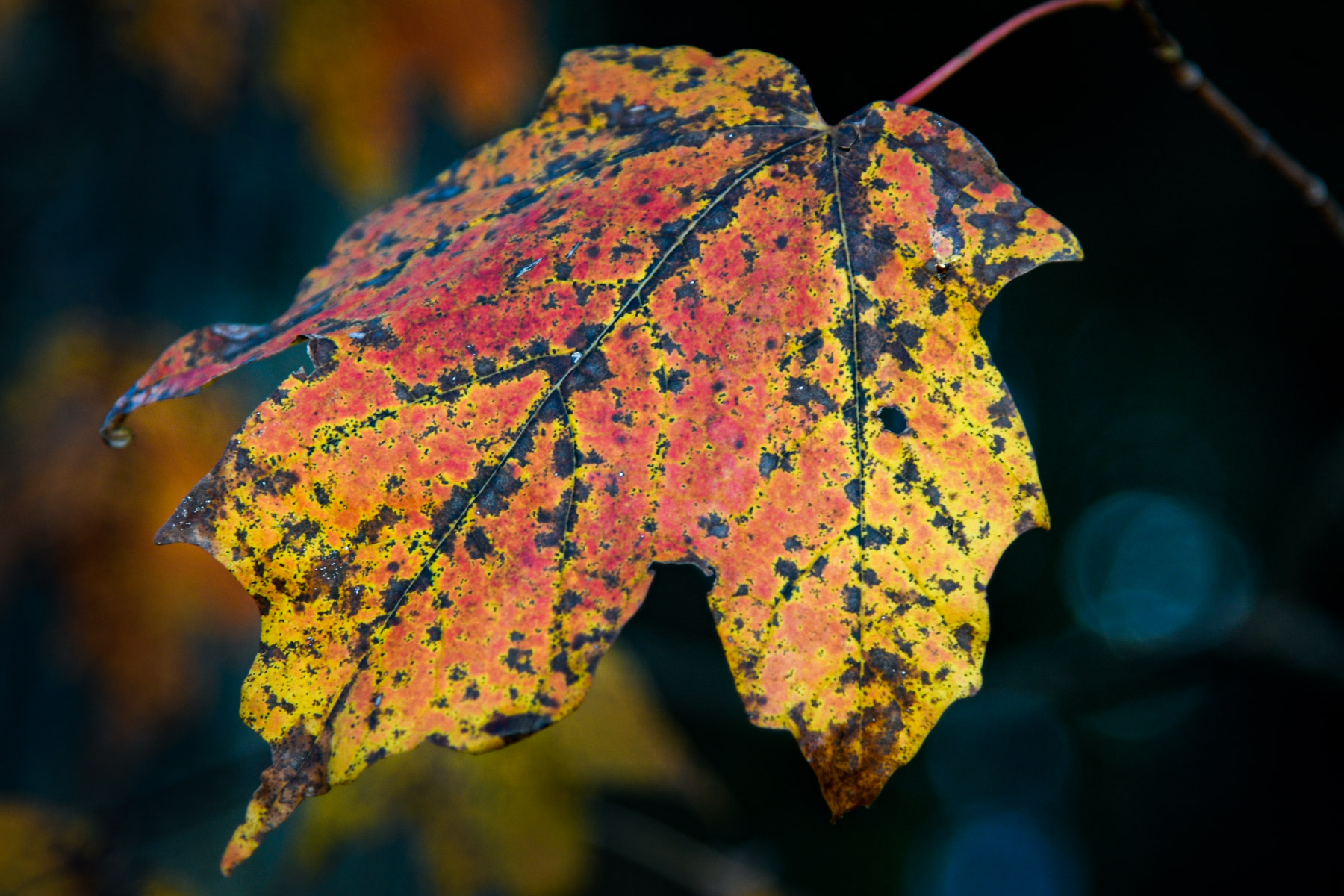 Fall Foliage