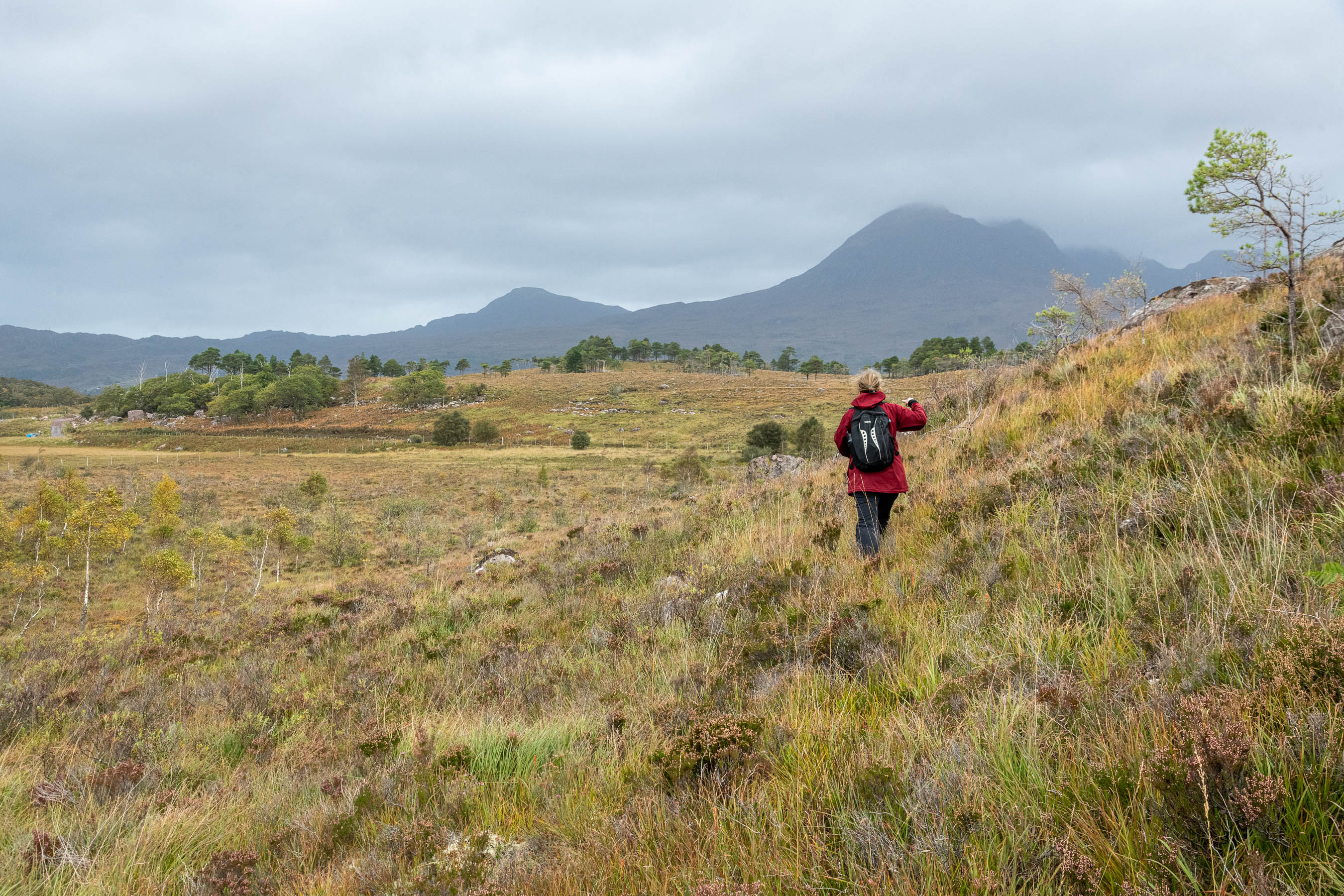 Torridon forests