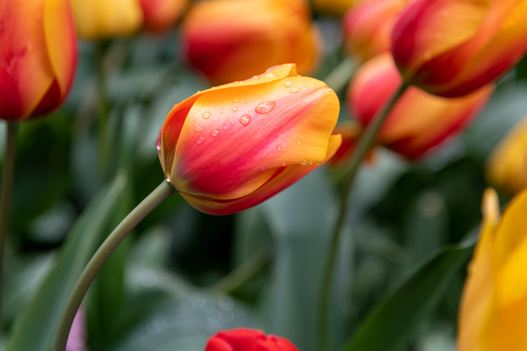 Tulips in early spring