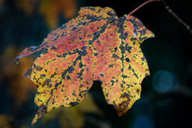 Fall Foliage