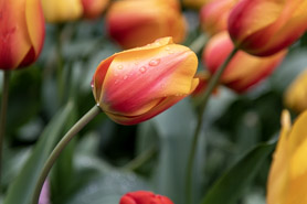 Tulips in early spring